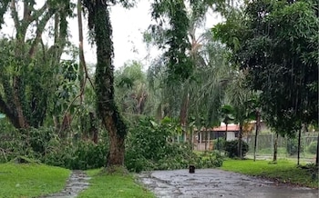 Los Comités Municipales de Emergencia de cinco cantones de Limón permanecen activos atendiendo las incidencias provocadas por las condiciones meteorológicas. Cortesía: CNE