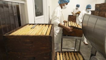Agricultura destaca papel de la abeja en la producción de miel. (Foto: Agricultura)