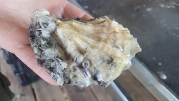 El extracto de ostra muestra potencial antiinflamatorio en células intestinales humanas