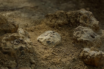 Alain Cabot encuentra en Francia, 100 huevos de dinosaurio de 72 millones de años de antigüedad