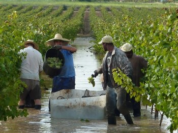Trabajadores del campo en plena