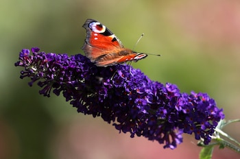 Tanto las polillas como las