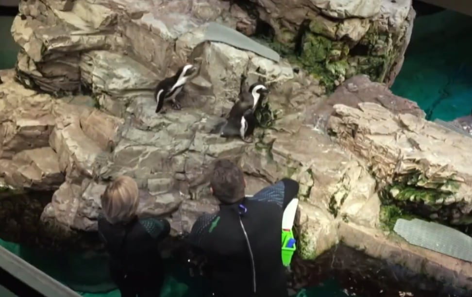 El equipo veterinario del acuario realiza controles médicos frecuentes y pruebas específicas para monitorear la salud de los pingüinos envejecidos (YouTube: NBC News)
