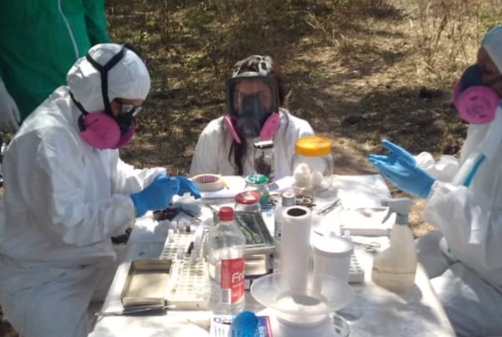 Un estudio ambiental en Santa Rosa, Catamarca, detectó dos roedores silvestres portadores de hantavirus entre 60 ejemplares capturados (INECOA/ CONICET)