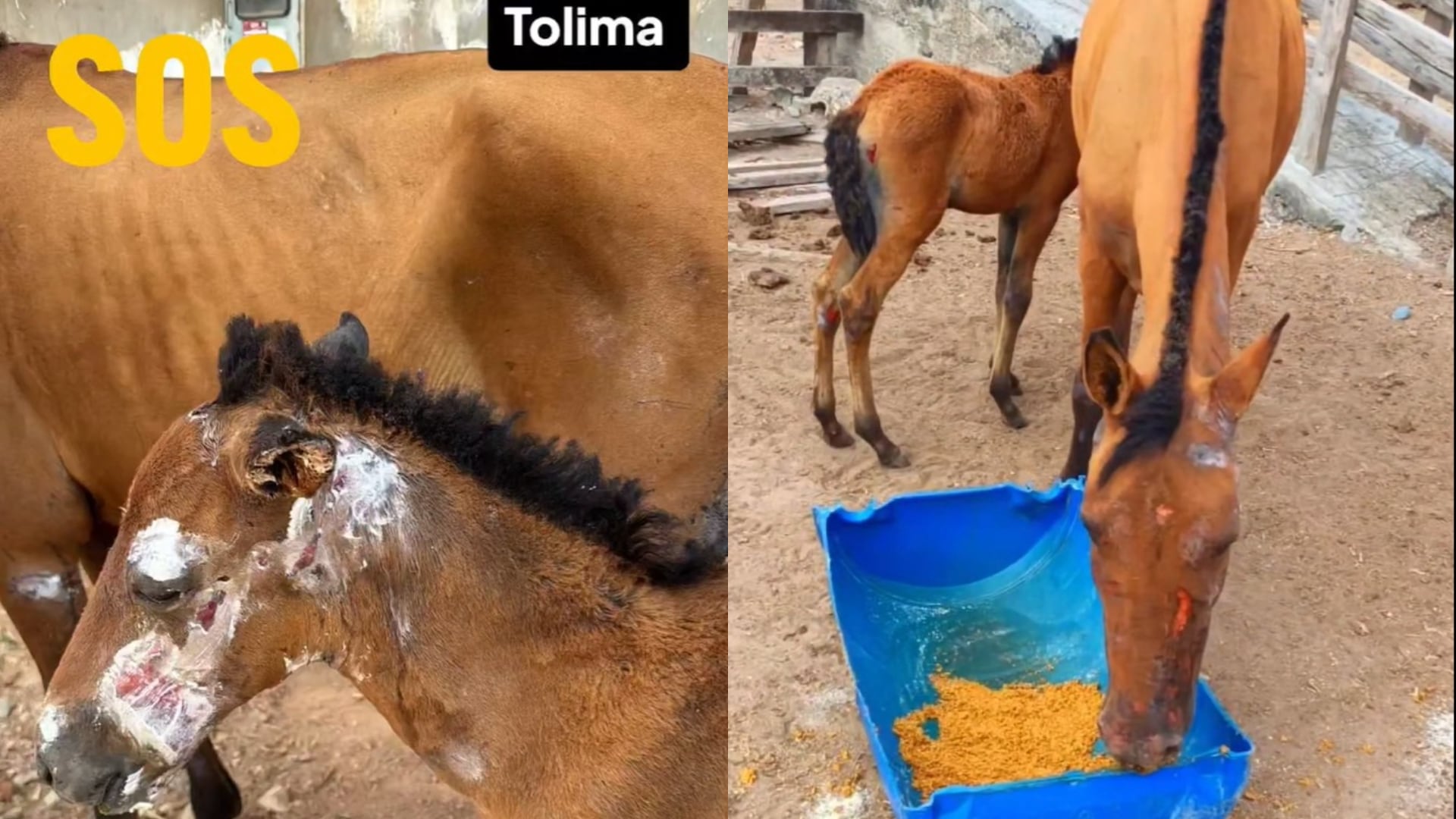 Una yegua llamada Golondrina y su potrillo sufrieron graves quemaduras en los incendios forestales de Coyaima, Tolima - crédito @PlataformaALTO / X