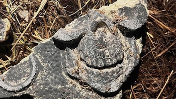 Se halló evidencia junto al