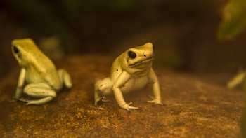 El Instituto Smithsonian de Investigaciones