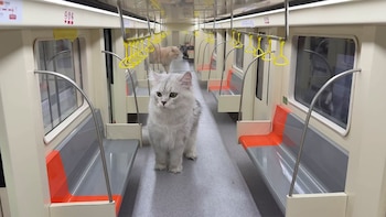 El youtuber enfrentó desafíos como