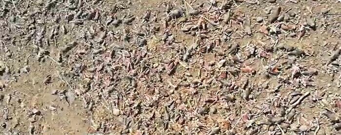 Senasa alertó que la tucura sapo representa una amenaza para pastizales naturales y producción agropecuaria