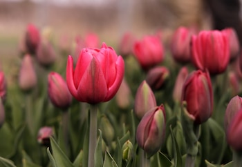 Primer plano de un tulipán rosado intenso completamente abierto en el centro, rodeado de muchos otros tulipanes rosados en capullo y hojas verdes