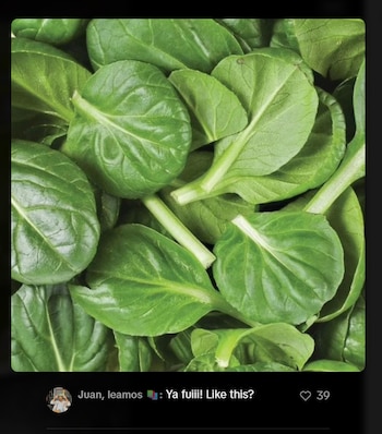La agroindustria estadounidense prioriza la apariencia perfecta y la durabilidad de los vegetales, lo que afecta el sabor y la textura original - crédito Juan, leamos / TikTok