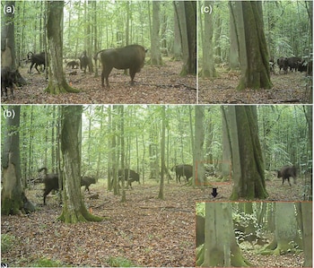 Lobos atacan una manada de bisontes europeos en el Bosque Primaeval de Białowieża (Instituto de Investigación de Mamíferos, Academia Polaca de Ciencias.)
