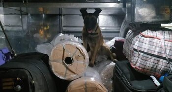 La perra antinarcótico Alaska descubrió