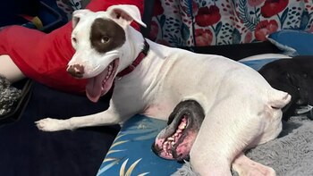 La foto viral de Smiley