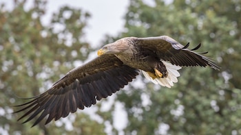 Pigargo europeo. (Andreas Weith/Wikimedia Commons)