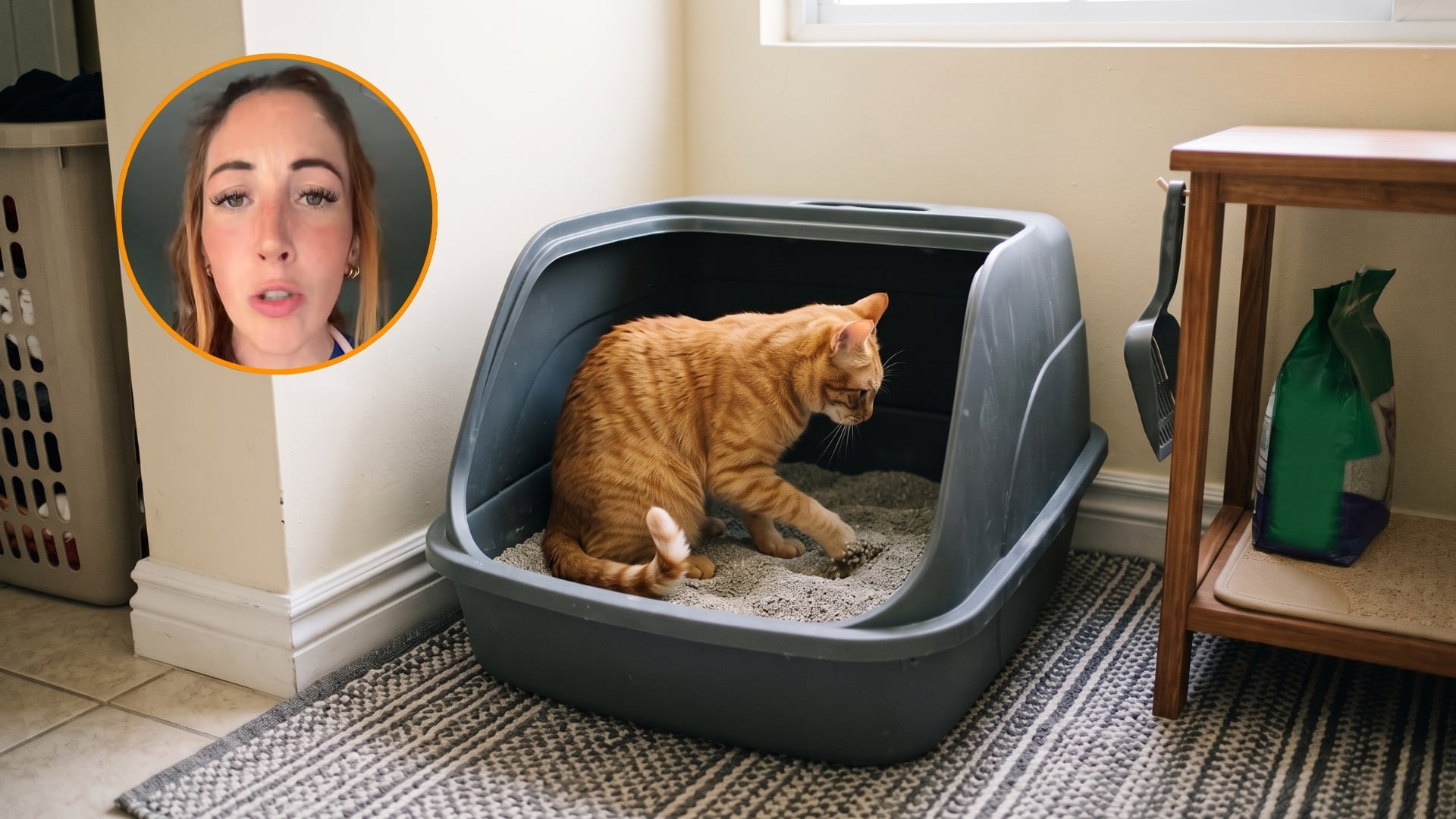 Claudia, veterinaria, sobre cuántos areneros tener y dónde ubicarlos en casa: “si tienes dos gatos, debes tener tres areneros”. (Montaje Infobae)