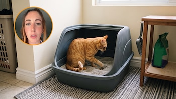 Claudia, veterinaria, sobre cuántos areneros tener y dónde ubicarlos en casa: “Si tienes dos gatos, debes tener tres areneros”