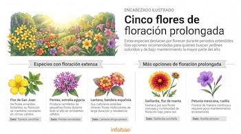 Infografía con título 'Cinco flores de floración prolongada', imagen de jardín florido y cinco ilustraciones de flores con sus nombres científicos y descripciones.