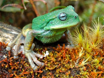Una nueva especie de rana
