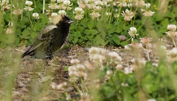 Un ave pequeña de plumaje negro, beige y castaño permanece sobre el suelo rodeada de plantas de trébol con flores blancas