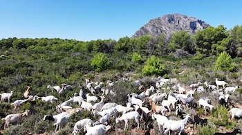 Decenas de cabras blancas, negras y marrones pastan entre matorrales verdes con un bosque de pinos y una gran montaña rocosa al fondo.
