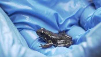 Para este desarrollo científico, fueron