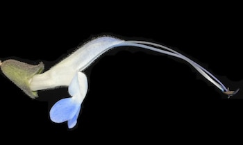 La planta pertenece a las lamiáceas y al género Salvia, sus hojas y tallos contienen aceites esenciales que le aportan aroma - Paul Gonzales Arce