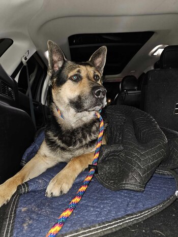 Momento en que trasladan a