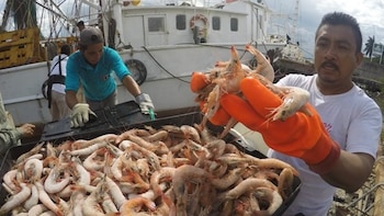 Pescadores panameños se preparan para la segunda veda del camarón marino