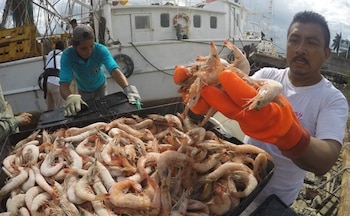 La captura del marisco es fuente de empleo para cientos de marinos de las comunidades costeras. (Tomado de Internet)