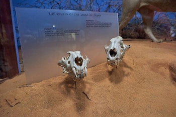 La ciencia estudió los cráneos