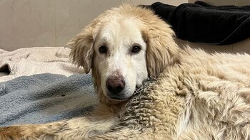 Wesley pasó de ser un