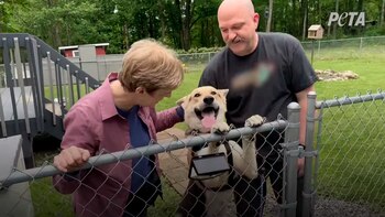 Perro - 4 años jaula - adoptado