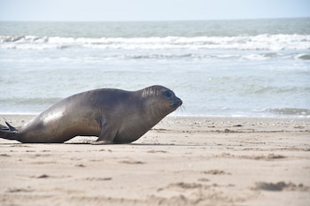 Una foca grisácea se tumba sobre la arena clara de una playa, mirando hacia la derecha, con el océano azul claro y olas espumosas al fondo