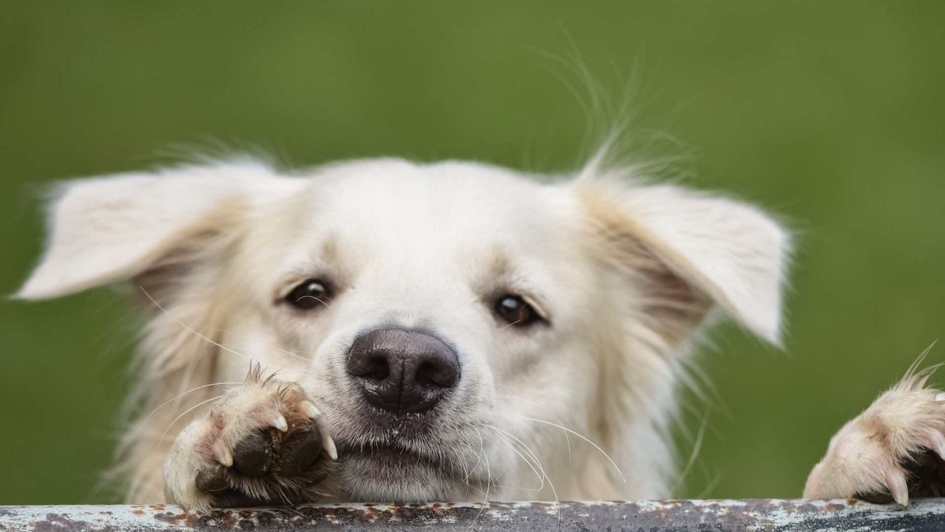 Existen pruebas para saber si un perro es zurdo o diestro. (Canva)