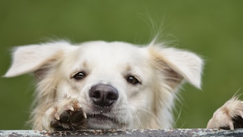 Existen pruebas para saber si