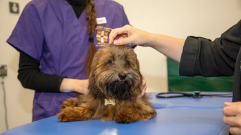 Prueban un sistema de IA