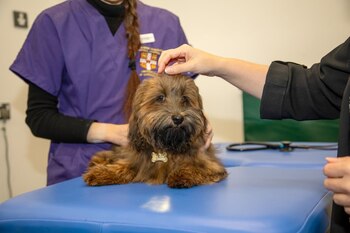 La IA detecta soplos cardíacos