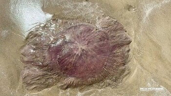 Los tentáculos de la pink