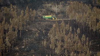 Los daños a bosques en