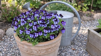 Una maceta de terracota con flores moradas y azules junto a una regadera metálica sobre suelo de gravilla.