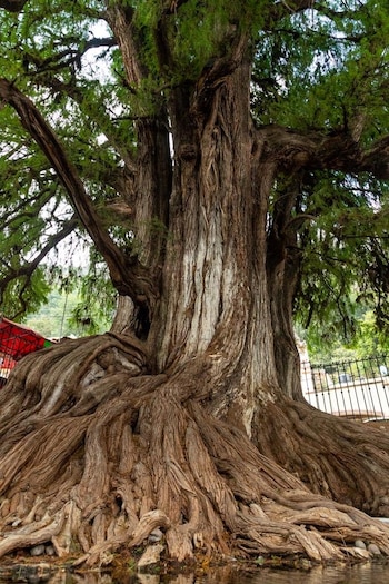 El ahuehuete de Chalma en