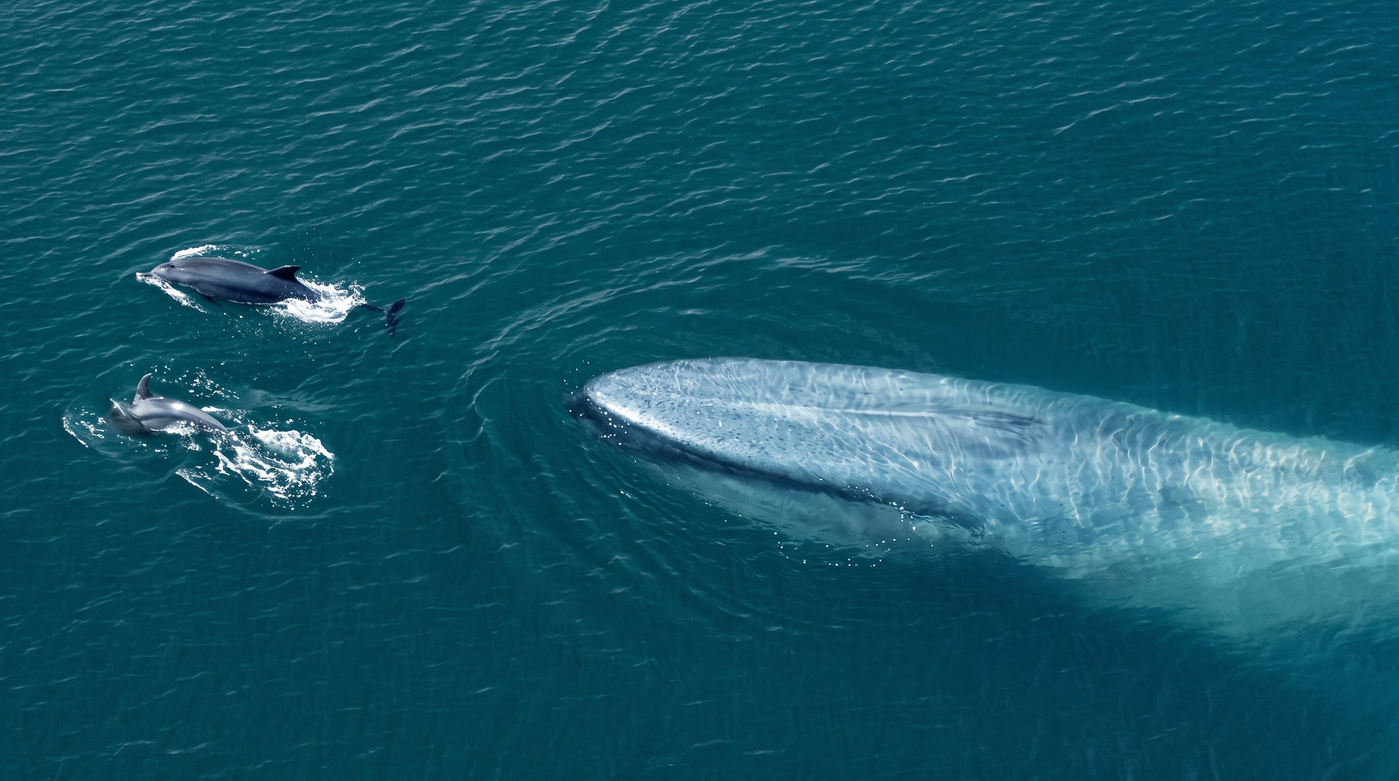 ¿Ballenas o gas? Dónde ver el cortometraje narrado por Ximena Sariñana que denuncia el daño ambiental del gas licuado al Golfo de California