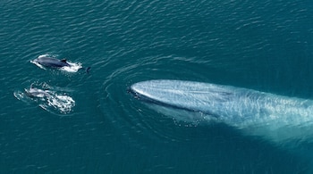 Vista aérea de una ballena azul bajo el agua junto a dos delfines que nadan en la superficie del océano.