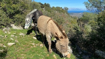 Las actividades diarias comprenden la limpieza de recintos, la alimentación de las especies, paseos caninos y tareas de mantenimiento (Worldpackers)