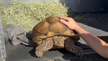 La tortuga después de ser