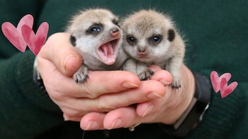 Únicas suricatas nacidas en el