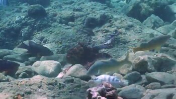 El pulpo reacciona de manera