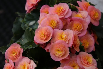 Las begonias aportan color y
