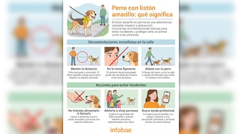Infografía con ilustraciones de un perro con listón amarillo, personas interactuando, una mano que prohíbe dar comida y una persona con teléfono móvil.